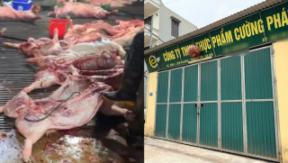 Vụ 300 tấn thịt lợn bệnh tuồn ra thị trường: Trường học nào từng dùng thịt từ Công ty Cường Phát?