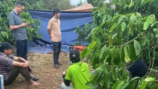 Phát hiện người phụ nữ tử vong trong tư thế nằm sấp ở rẫy cà phê, nghi phạm là người thân cận nhất