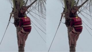 Lý do hai mẹ con treo lơ lửng, bám trên cây dừa ở Hạ Long chờ lực lượng cứu hộ giải cứu