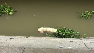 Hai thi thể đàn ông liên tiếp trôi dạt vào bờ sông Sài Gòn, 1 người đeo balo có cục bê tông