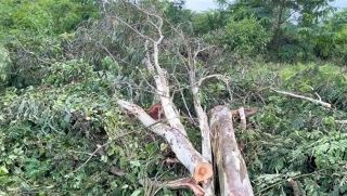 Tiếp tục một vụ cưa cây khiến 1 người tử vong 