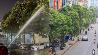 Hà Nội thông tin về phương án xử lý cây hoa sữa gây ảnh hưởng đến người dân