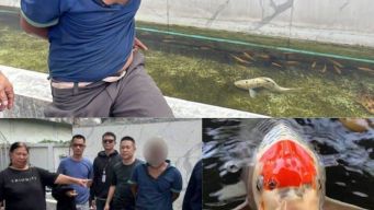 Xôn xao Thái Lan vụ người đàn ông 51 tuổi bị bắt sau khi có hành vi lệch lạc, lạm dụng với cá Koi