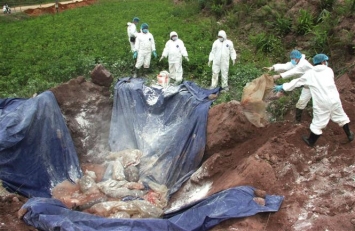 Khoa học cảnh báo về Virus Nipah: Dịch bệnh ngày tận thế, gây chết người cao gấp 75 lần COVID-19