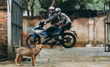 Hình ảnh về xe trộm chó sẽ khiến bạn giật mình vì sự táo tợn và tàn ác của những tên trộm. Tìm hiểu cách bảo vệ chó của mình trước những nguy hiểm này.