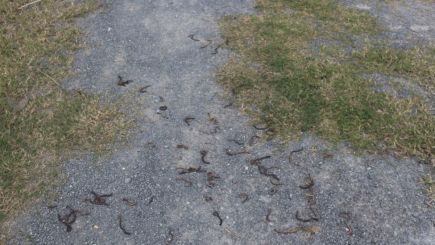 Lý giải nguyên nhân hàng triệu con giun bò kín sân vườn, chết bất thường ở Quảng Trị