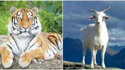 Bước sang tuần mới, 4 con giáp sau đây sự nghiệp lên như diều gặp gió, đường tình duyên nở hoa
