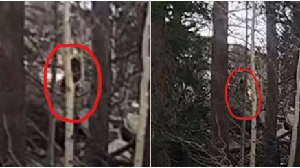 Video gây sốc ghi lại cảnh quái vật ‘Bigfoot’ chạy trong rừng giữa ban ngày khiến người đàn ông hoảng hốt