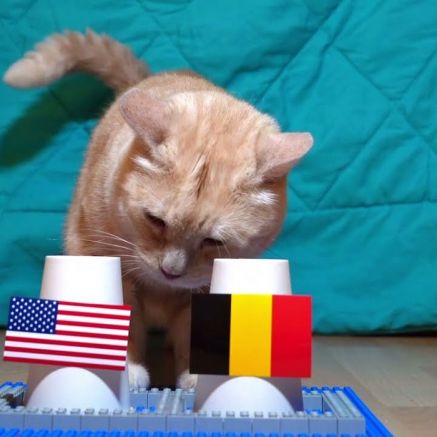 Dự đoán kết quả Mỹ vs Bỉ - World Cup 2026: Mèo tiên tri khiến ông lớn châu Âu toát mồ hôi