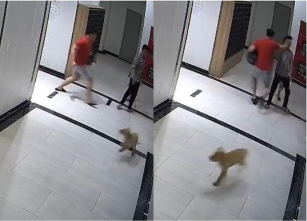 Cha bảo vệ con trước chó thả không rọ mõm bị đánh ở chung cư TP.HCM: Chủ chú chó lên tiếng