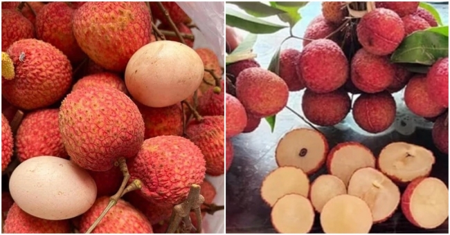 Hé lộ 3 giống vải đắt đỏ nhất Việt Nam không phải ai cũng biết, có tiền chưa chắc mua được