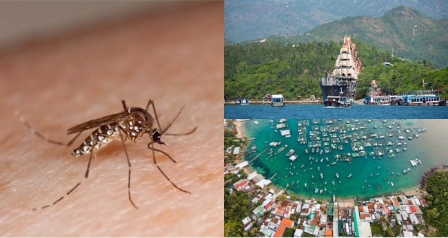 Hòn đảo duy nhất ở Việt Nam được chọn để thả muỗi nhiễm khuẩn, lý do phía sau không ai ngờ đến