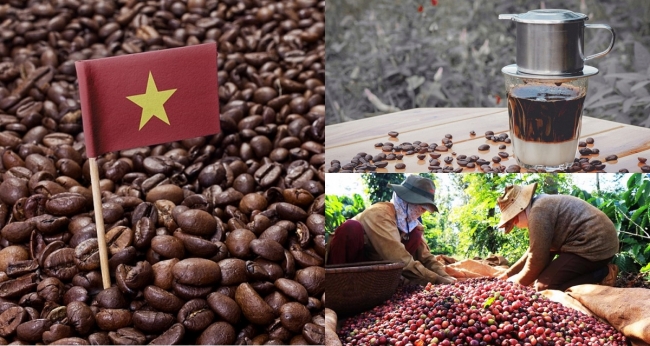 Nguồn gốc thú vị của cà phê Việt Nam, bất ngờ địa phương đầu tiên ở nước ta được trồng cà phê