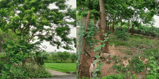 Thông tin về làng trồng loại gỗ quý hiếm ở Việt Nam: Giá 1 tỷ cây 90cm, nuôi cả đàn chó canh giữ