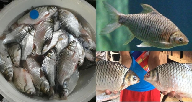 Loài cá Việt Nam suýt bị tuyệt chủng, giờ hồi sinh kỳ diệu, là món đặc sản trị giá hàng triệu đồng