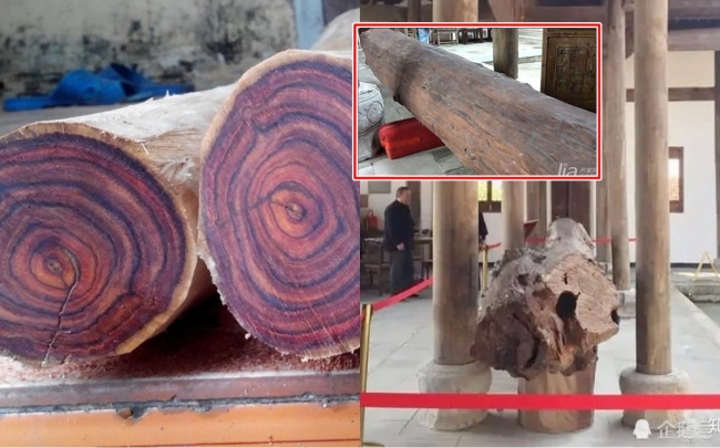 Khúc gỗ sưa Việt Nam từng được rao giá 700 tỷ ở Trung Quốc: Nặng 1,5 tấn; giá thuê 360 triệu/ngày