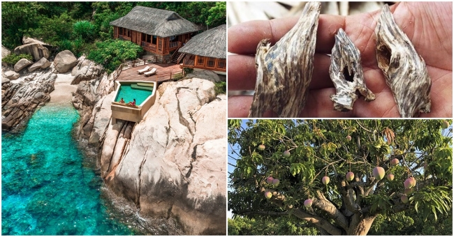 Tỉnh được mệnh danh là ‘thủ phủ’ của trầm hương nổi tiếng trăm năm, có loại quả bán sang tận Dubai