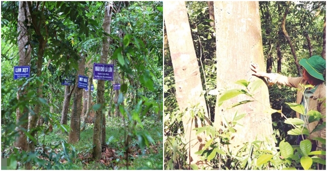 Khu rừng Cấm có hàng trăm cây gỗ quý trị giá hàng chục tỷ đồng: ‘Báu vật’ trăm năm của Quảng Nam