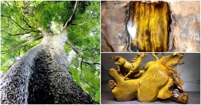 Mang chiếc thớt cũ của ông nội đi thẩm định, chàng thanh niên ‘vớ bở’ được khúc gỗ quý hàng tỷ đồng