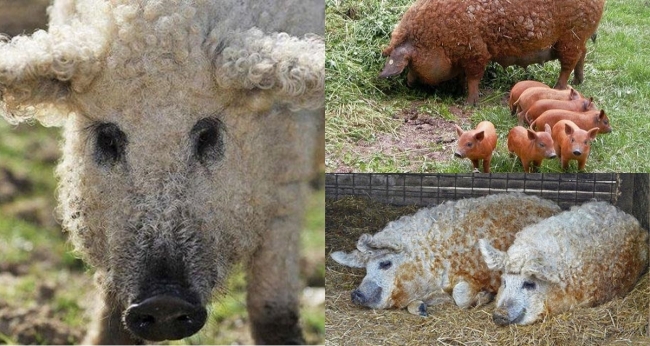 Loài lợn dị hợm nhất thế giới: Từng suýt tuyệt chủng nay hồi sinh kỳ diệu, là ‘quốc bảo' của Hungary