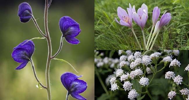 Những loài hoa đẹp nhưng có độc tố cao: 1 loại rất phổ biến tại Việt Nam, nhiều người yêu thích