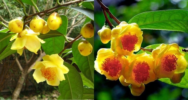 Việt Nam đang sở hữu loài cây cực quý hiếm có trong Sách đỏ thế giới, nguy cơ tuyệt chủng rất cao