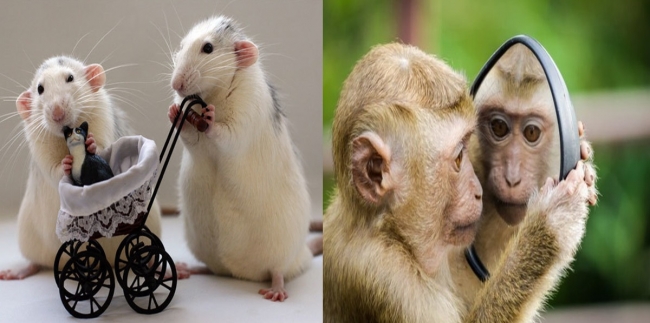 3 tuổi đến thời đỏ rực, cực nhạy bén và nhận thức kinh doanh mạnh mẽ, phát tài trong thời gian tới