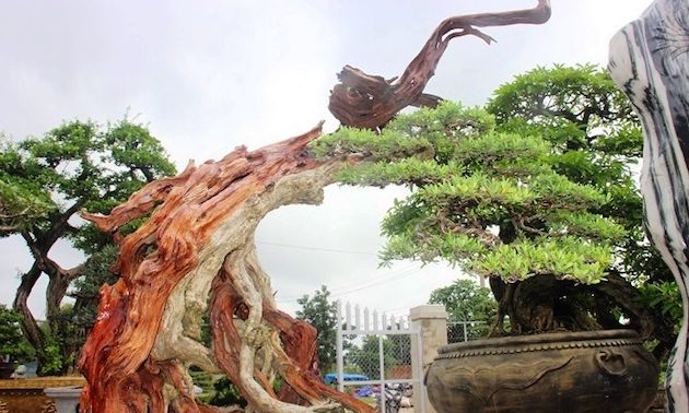 Bonsai cổ thụ dáng cực lạ giá cả trăm triệu ngóng 'đại gia' dịp Tết
