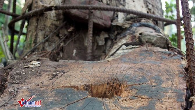 Trưởng thôn bị tố bán cành sưa trăm tỷ: Số tiền bán được đang ở đâu?