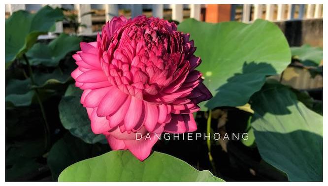 Xôn xao bông sen 1.000 cánh: Dân chơi phát sốt, lùng khắp Việt Nam