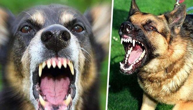 5 việc cần làm ngay sau khi bị chó cắn để không chết vì bệnh dại