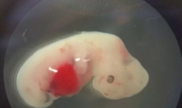 Nhật bản thí nghiệm tạo phôi thai lai người - chuột, liệu có đi quá giới hạn?