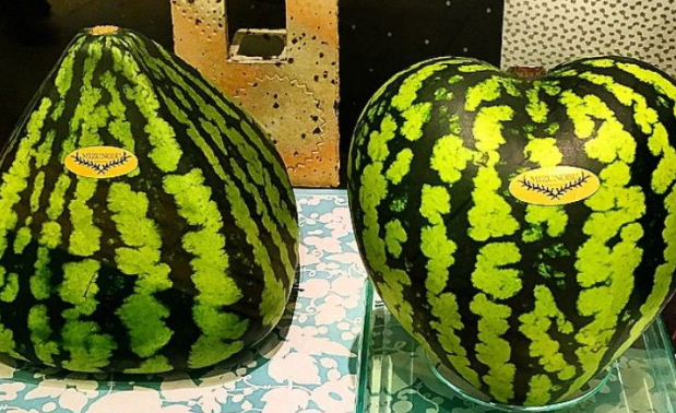 Dưa hấu “kim tự tháp” được bán với mức giá không tưởng ngàn đô
