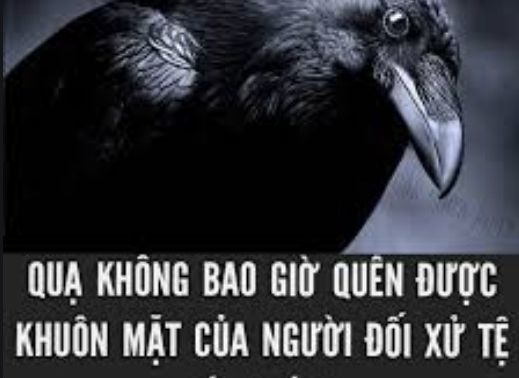 Sự thật bất ngờ về trí thông minh của loài Quạ: IQ cao bằng một đứa trẻ lên 7