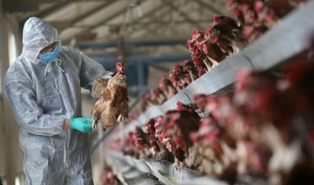 Dịch bệnh virus corona chưa dứt, Trung Quốc bất ngờ 'đón' thêm dịch cúm gà H5N1