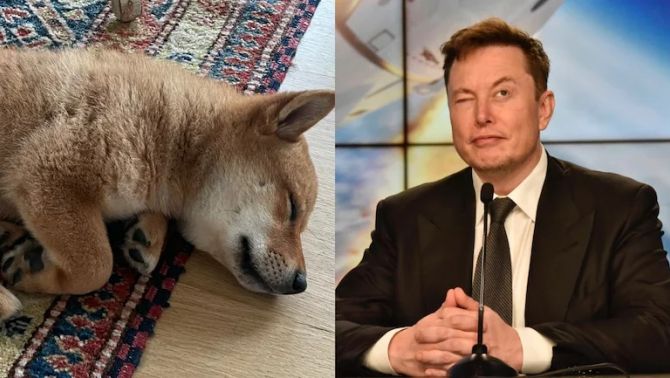 Đăng một bức ảnh chó cưng, Elon Musk làm tiền ảo tăng giá gần 1000%
