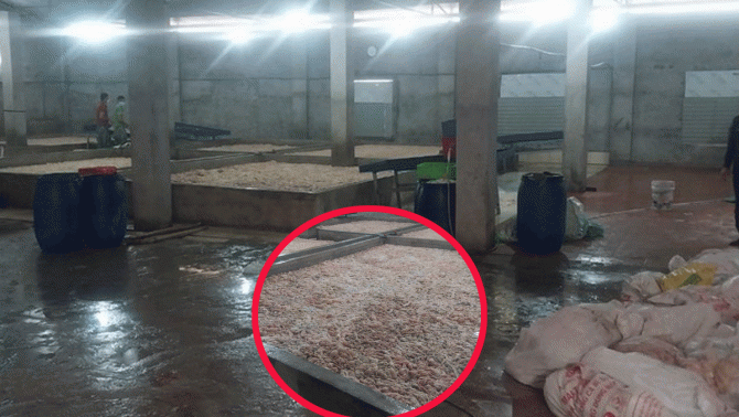 Tổng cục Quản lý thị trường thông tin về việc vừa tiêu hủy 7,1 tấn lòng lợn bốc mùi tại Bắc Ninh