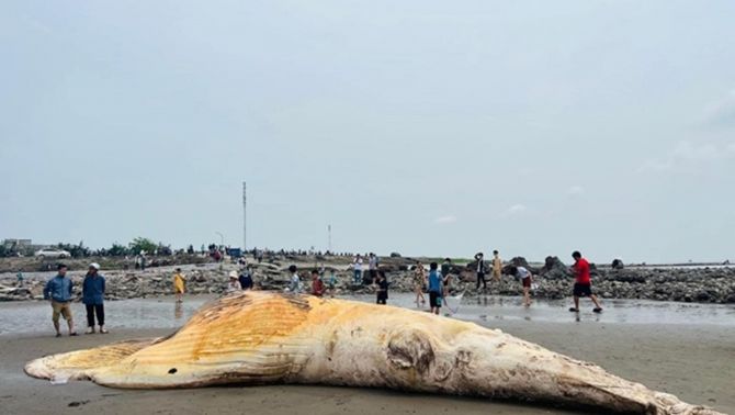Xác cá voi nặng trên 5 tấn trôi dạt vào bờ biển Nam Định, người dân địa phương thắp hương xin phù hộ