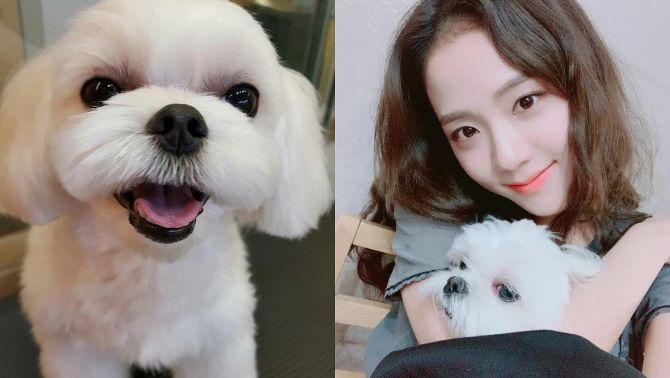 Jisoo được Dior 'sủng lên trời': Đến chó cưng của nàng đại sứ cũng có quà đắt đỏ vào ngày sinh nhật