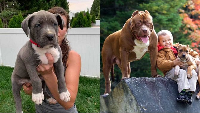 Lý do khiến Pitbull từ loài chó bảo mẫu thân thiện lại trở nên hung bạo, nguy hiểm nhất thế giới