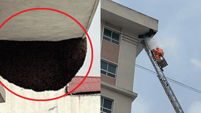 Quá trình Công an TP.Hải Phòng xử lý tổ ong có đường kính khoảng 2 mét trên tầng 9 chung cư 