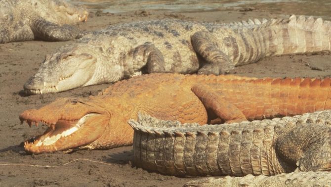 Truy tìm nguyên nhân khiến cá sấu sông Hằng 'đổi da' thành màu cam