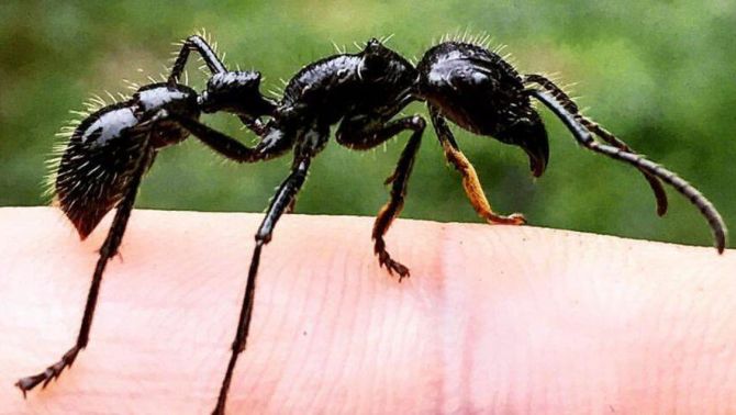 Cận cảnh loài kiến đạn đốt đau nhất thế giới, gây nhức ‘thấu xương’ tới 12 giờ