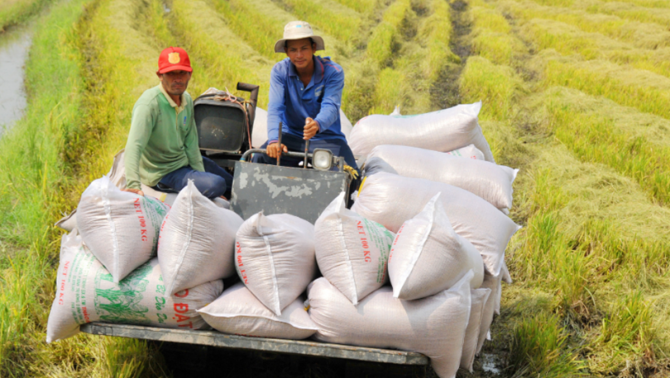 Một loại lương thực của Việt Nam đang có tiềm năng phát triển, vượt mức xuất khẩu so với năm 2022