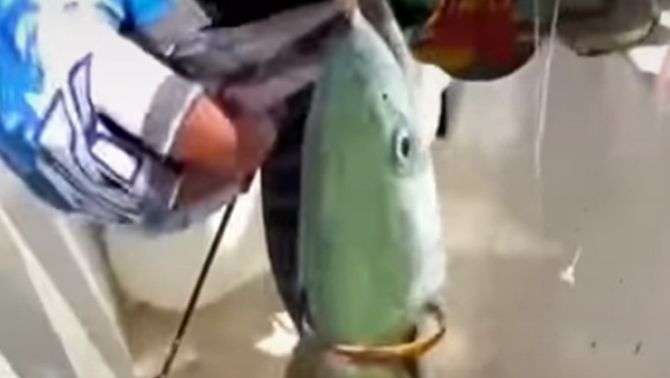 Thực hư chuyện lạ ‘cá thành tinh’ tự mang vàng chuộc thân, bí ẩn đằng sau khiến ai cũng tò mò