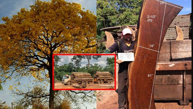 Loại gỗ đắt nhất thế giới chỉ mọc duy nhất một nơi: Bị Mafia ráo riết săn lùng, nguy cơ tuyệt chủng 