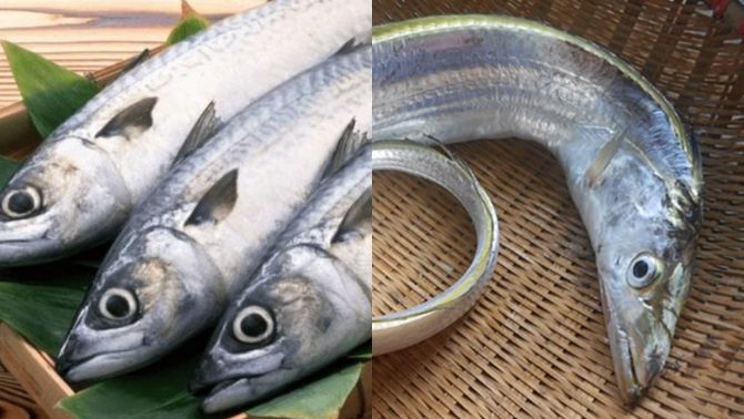 Việt Nam có 5 loại cá biển thơm ngon bổ dưỡng, giá rẻ chưa tới 100 nghìn/kg