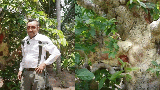 Cây cảnh có hình dáng tựa ‘cây đèn thần’ duy nhất ở Việt Nam: 300 năm tuổi, cao 4m, có giá 69 tỷ