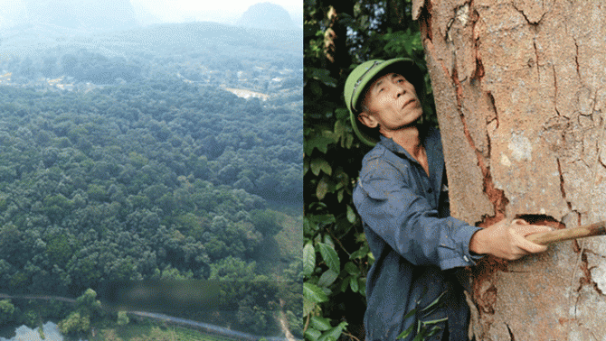 Làng trồng 24,4ha gỗ quý trăm năm tuổi ở Việt Nam: Nổi tiếng cả nước, được dân làng bảo vệ 24/24