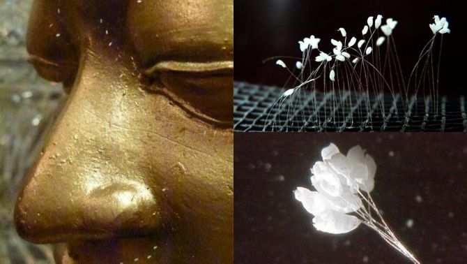Bí ẩn ‘hoa Phật’ 3000 năm mới nở 1 lần mọc đầy ở Việt Nam: Cả thế giới sốt sắng, sự thật mới ngã ngửa